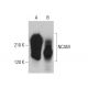 western blotting image from recommended NCAM/CD56 (123C3) monoclonal antibody replacement. Image 379848