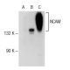NCAM/CD56 Antibody (MOC-1) - Western Blotting - Image 72798 