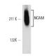 NCAM/CD56 Antibody (RNL-1) - Western Blotting - Image 12605
