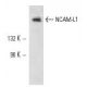NCAM-L1 Antibody (5G3) - Western Blotting - Image 10666
