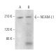 NCAM-L1 Antibody (5G3) - Western Blotting - Image 375060 