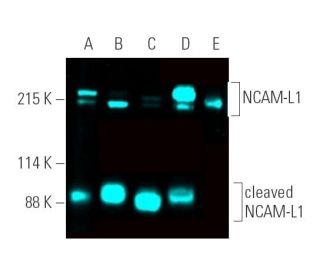 NCAM-L1 Antibody (C-2) - Western Blotting - Image 390861