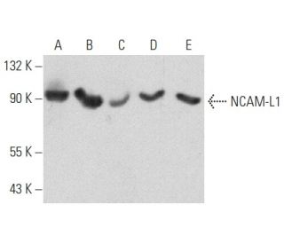 western blotting image from recommended NCAM-L1 (D-5) monoclonal antibody replacement. Image 358451