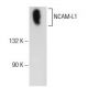 NCAM-L1 Antibody (UJ181.4) - Western Blotting - Image 72796