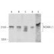 NCAM-L1 Antibody (UJ181.4) - Western Blotting - Image 358449 