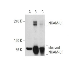 NCAM-L1 Antibody (D-5) - Western Blotting - Image 318590