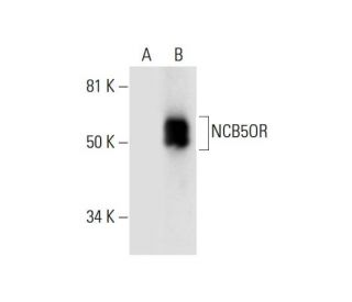 NCB5OR Antibody (D-2) - Western Blotting - Image 289553 