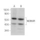 NCB5OR Antibody (D-2) - Western Blotting - Image 373242