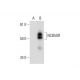 NCB5OR Antibody (D-4) - Western Blotting - Image 289555