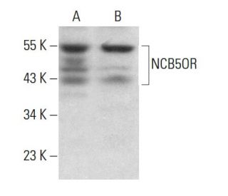 NCB5OR Antibody (D-4) - Western Blotting - Image 381322 
