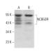 NCB5OR Antibody (D-4) - Western Blotting - Image 381322 