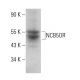 NCB5OR Antibody (D-4) - Western Blotting - Image 381325 