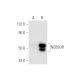 NCB5OR Antibody (L-7) - Western Blotting - Image 67542 