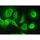 NCDN Antibody (B-3) - Immunofluorescence - Image 380294 