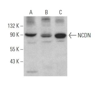 NCDN Antibody (B-3) - Western Blotting - Image 370097 