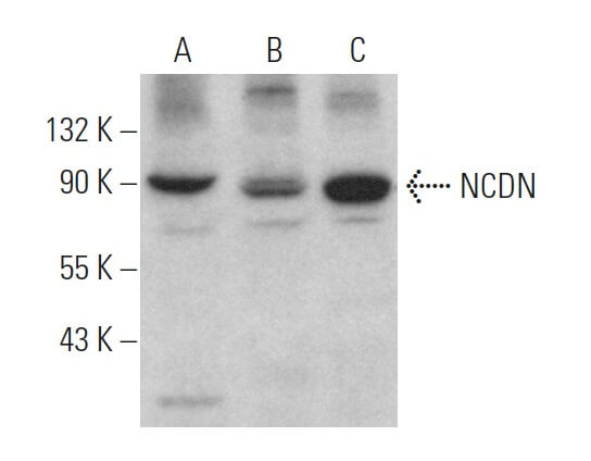 NCDN Antibody (B-3) | SCBT - Santa Cruz Biotechnology