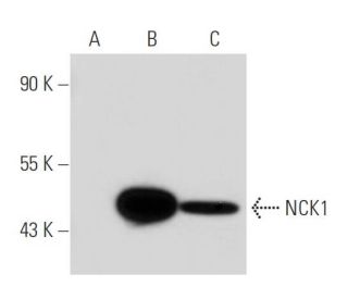 western blotting image from recommended NCK1 (20B.1H9) monoclonal antibody replacement. Image 40842