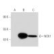 western blotting image from recommended NCK1 (20B.1H9) monoclonal antibody replacement. Image 40842