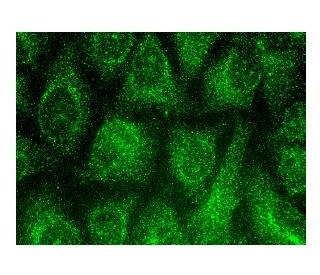 NCK1/2 Antibody (G-3) - Immunofluorescence - Image 146020 