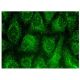 NCK1/2 Antibody (G-3) - Immunofluorescence - Image 146020 