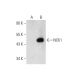 NCK1/2 Antibody (G-3) - Western Blotting - Image 145011 