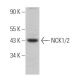 NCK1/2 Antibody (G-3) - Western Blotting - Image 363145
