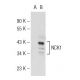 NCK1 Antibody (108) - Western Blotting - Image 127458