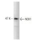 NCK1 Antibody (108) - Western Blotting - Image 127494 