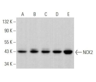 NCK2 Antibody (8.8) - Western Blotting - Image 363482 