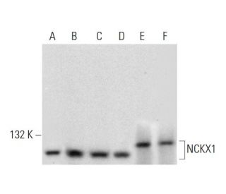 NCKX1 Antibody (E-6) - Western Blotting - Image 295805 