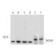 NCKX1 Antibody (E-6) - Western Blotting - Image 295805 