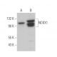 NCKX1 Antibody (E-6) - Western Blotting - Image 372799 