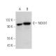 NCKX1 Antibody (E-6) - Western Blotting - Image 372806