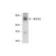 NCKX2 Antibody (F-2) - Western Blotting - Image 320464