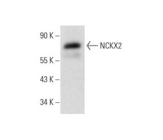 NCKX2 Antibody (F-2) - Western Blotting - Image 323766 