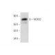 NCKX2 Antibody (F-2) - Western Blotting - Image 323766 