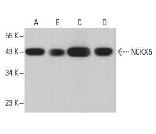 NCKX5 Antibody (A-6) - Western Blotting - Image 379483