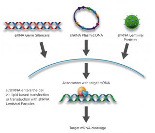 NCMAP siRNA and shRNA Plasmids (h) - RNAi-directed mRNA Cleavage