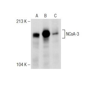 NCoA-3 Antibody (1A8) - Western Blotting - Image 149049 
