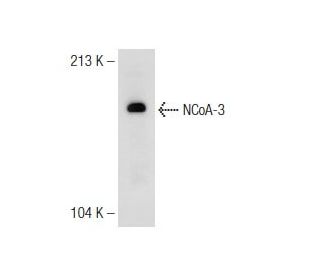 NCoA-3 Antibody (AC3) - Western Blotting - Image 149047 