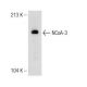 NCoA-3 Antibody (AC3) - Western Blotting - Image 149047 