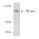 NCoA-3 Antibody (AC3) - Western Blotting - Image 357717 