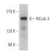 NCoA-3 Antibody (AC3) - Western Blotting - Image 362915