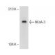 NCoA-3 Antibody (AX 15) - Western Blotting - Image 149045