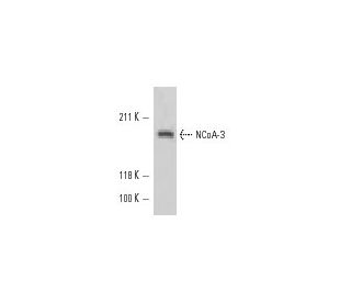 NCoA-3 Antibody (AX15.3) - Western Blotting - Image 10910 