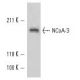 NCoA-3 Antibody (AX15.3) - Western Blotting - Image 10910 