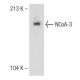 NCoA-3 Antibody (AX15.3) - Western Blotting - Image 149046
