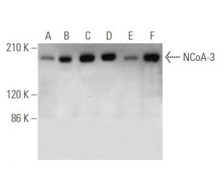 NCoA-3 Antibody (B-3) - Western Blotting - Image 349083 