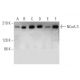 NCoA-3 Antibody (B-3) - Western Blotting - Image 349083 