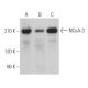 NCoA-3 Antibody (B-3) - Western Blotting - Image 362881